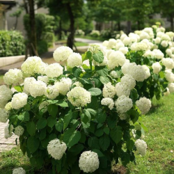 Grab Now Sale IS live Now Discounts on Great Deals Annabelle Hydrangea