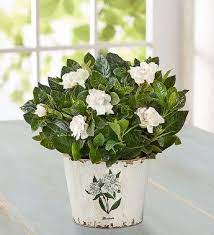 Delightful Gardenia Plant